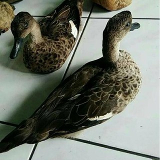 Jonrot Belibis Shopee Indonesia