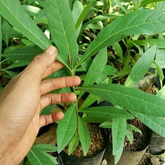 tabebuya ungu - tanaman hias - tabebuya