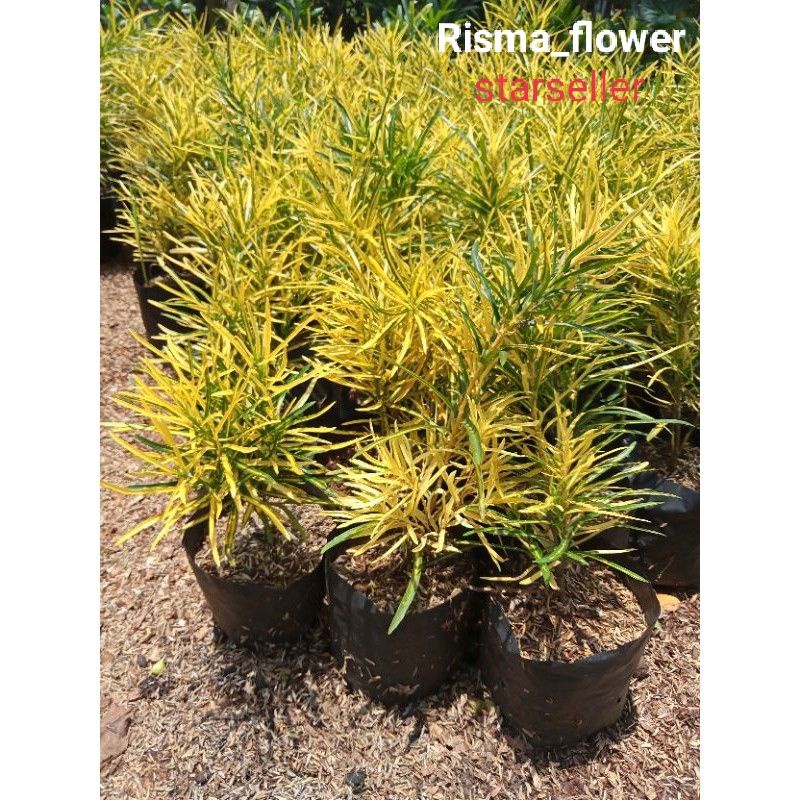 POHON PURING TERI / TANAMAN HIAS PURING TERI