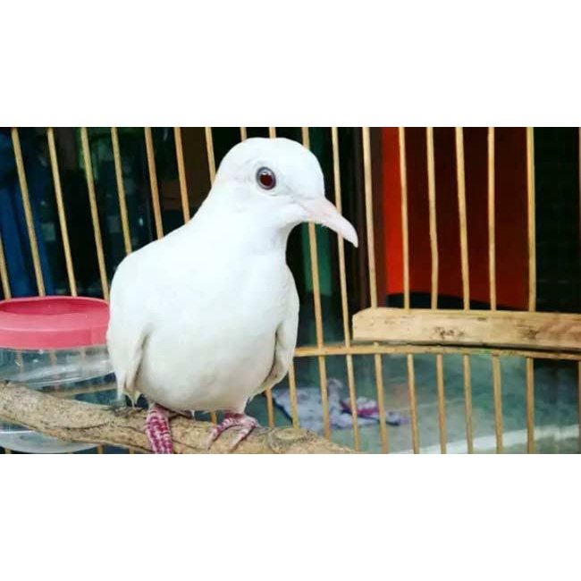 Burung Perkutut Putih Lurik