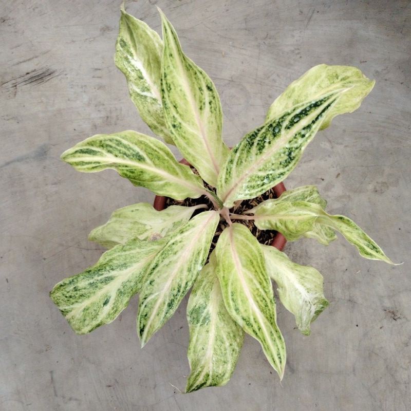 aglonema white sunset