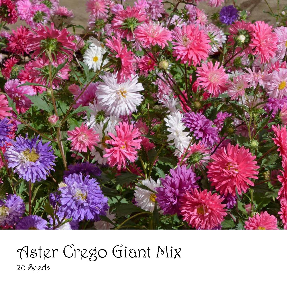 PlantaSeed - 20 Seeds - Aster Crego Giant Mix Biji Bunga - PAS0211