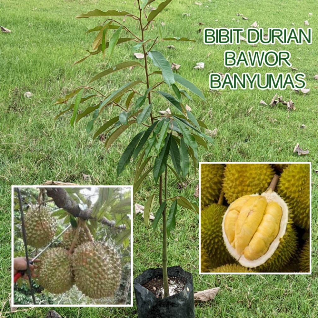 Bibit Durian Bawor Banyumas
