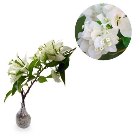 Bougenville Putih ( Bunga Kertas ) -Tanaman hias Hidup Bugenvil - Bunga Hidup