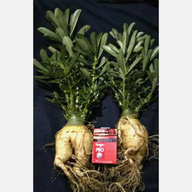 Taman / Indukan 2 Pohon Adenium Cabang Seribu Bonggol Besar