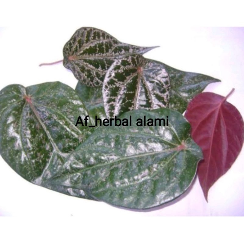 

Paket hemat DAUN SIRIH MERAH HERBAL(50 lembar)