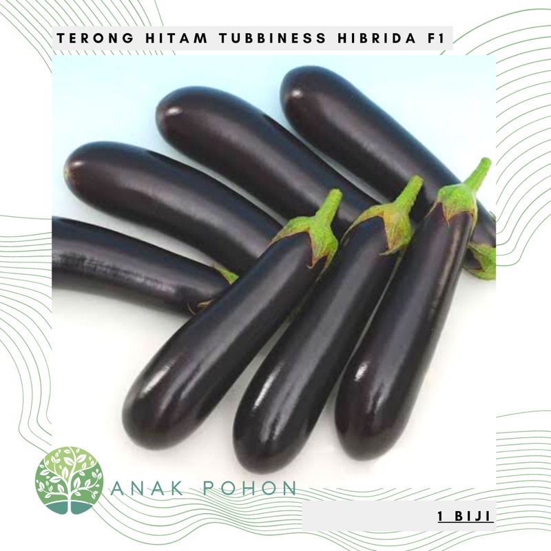 Benih Bibit Biji - Terong Tubbiness Hitam Panjang F1 Hibrida Seeds - Panen Dalam 78 Hari