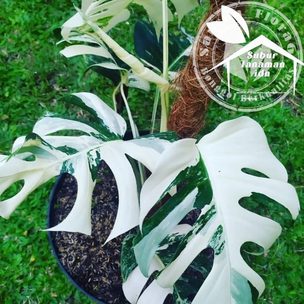 Bonggol Monstera Variegata Langka