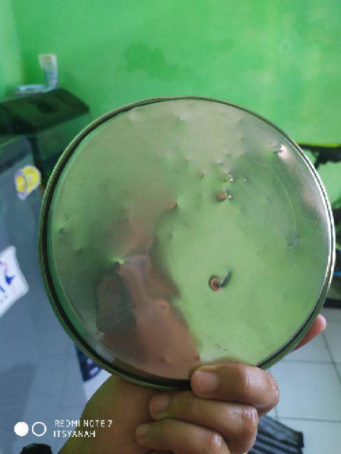 Loyang Pizza Mini Ukuran 16 Cm - 6pcs