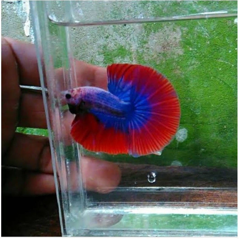 Ikan cupang Halfmoon Jantan