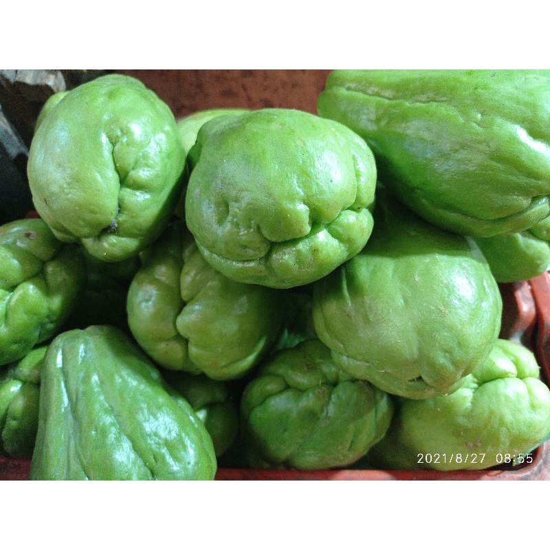 

Labu Siem Besar Fresh