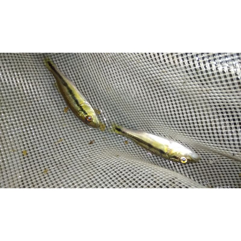 Pibass xingu 7/8cm