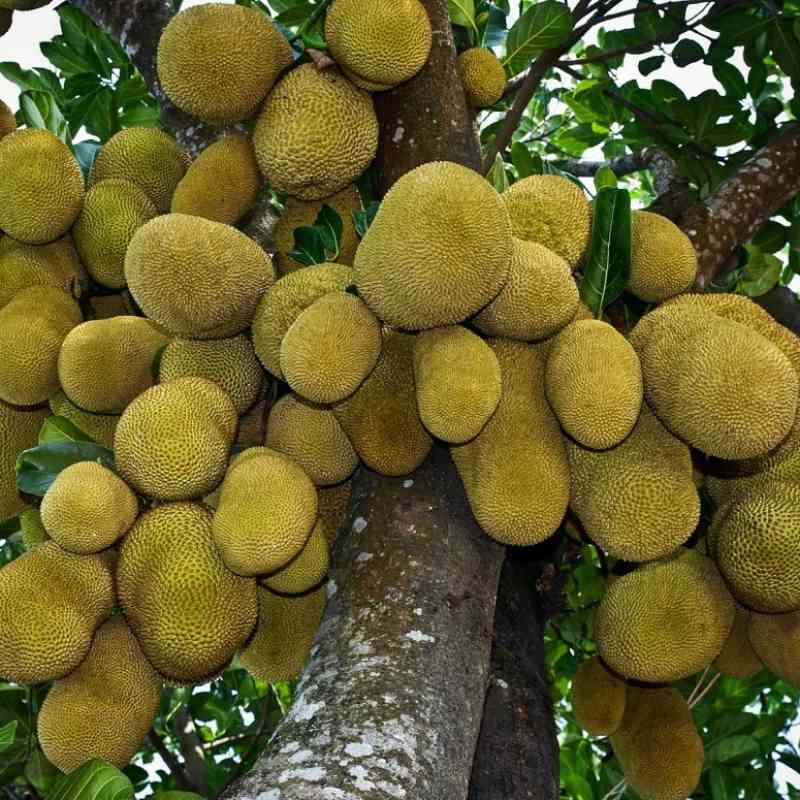 Pupuk Booster Multiguna Buah Nangka, Booster Pembesar Buah Nangka, Pupuk Organik Tanaman 250 gram