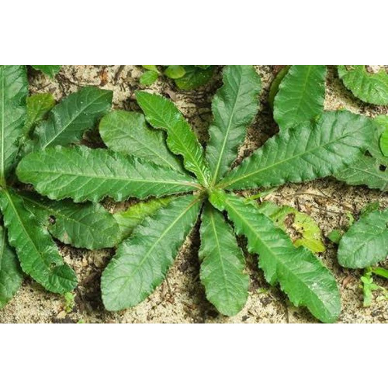 

Daun Tapak Liman Segar 20 Lembar