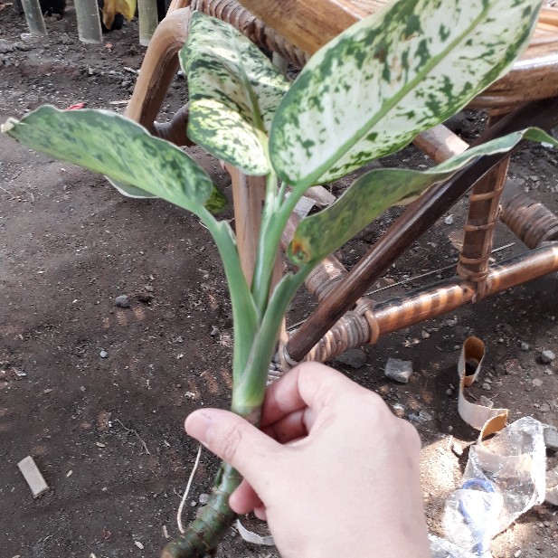 Tanaman Hias Aglonema Blanceng Varigata