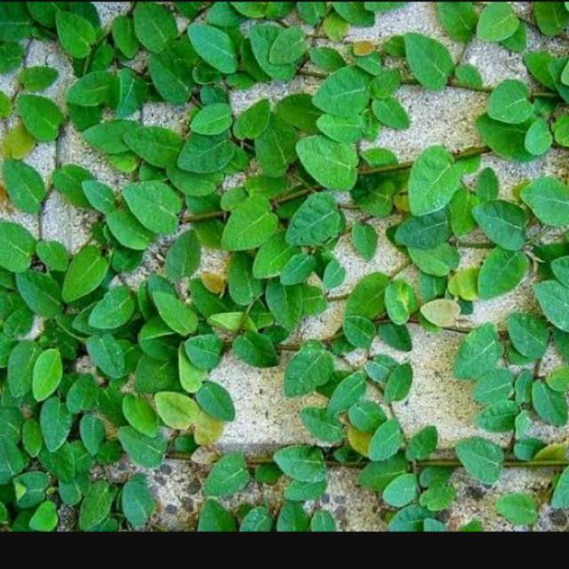 Bibit dolar rambat / ficus pumila