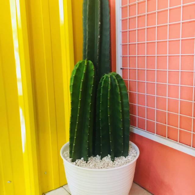 Kaktus koboi ~paket kaktus koboi isi3