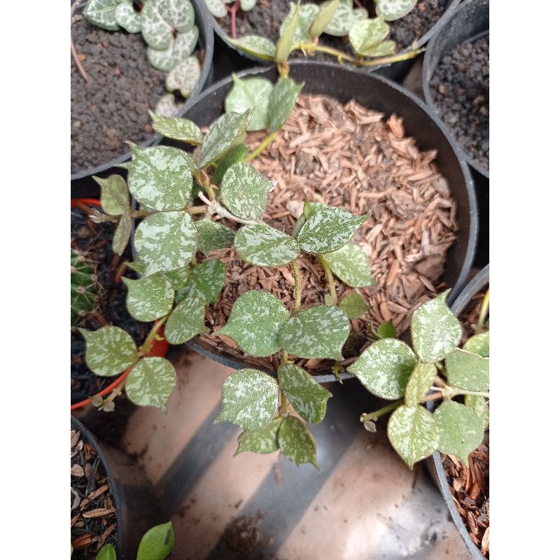 Sukulen Hoya Curtisii | Tanaman Gantung Premium
