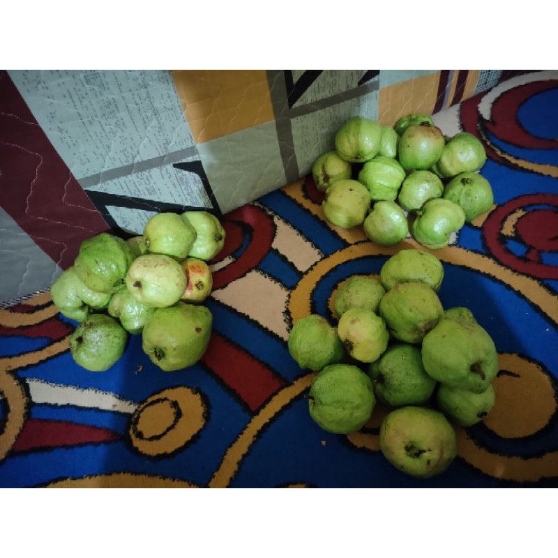 

Jambu Kristal Putih