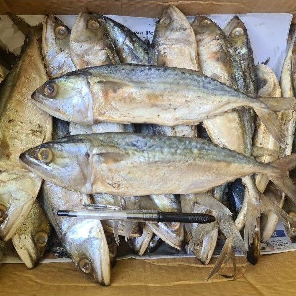 

Ikan Asin Peda 250gr