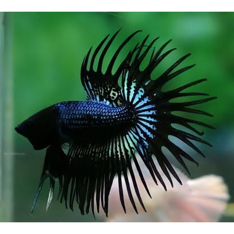 

Ikan cupang CROWN TAIL jantan