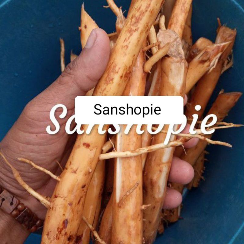 

Akar pinang segar atau akar jambe paket 1 kg