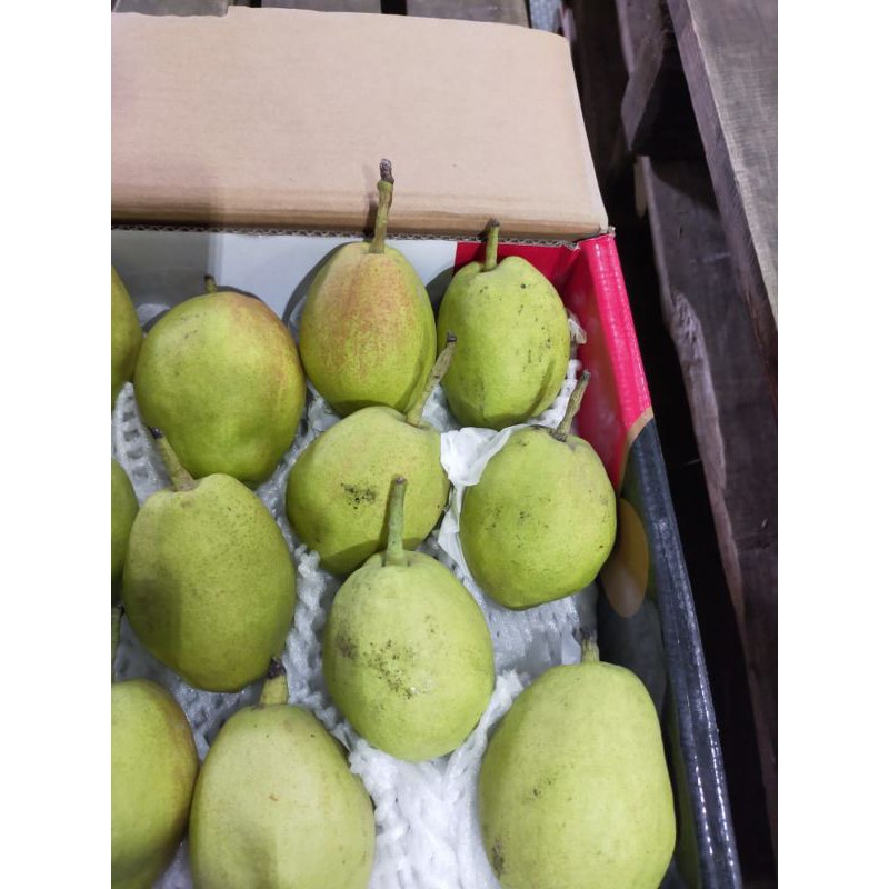

Pear Xiangli perkardus