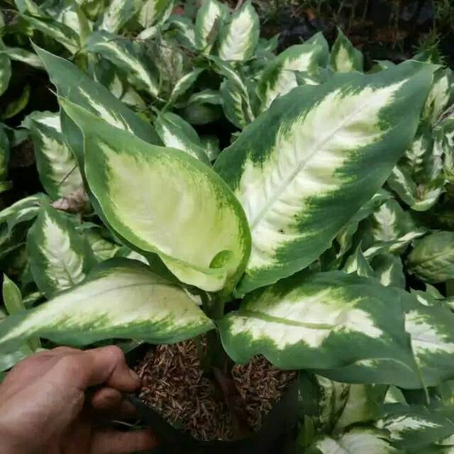 Aglonema blanceng / aglonema