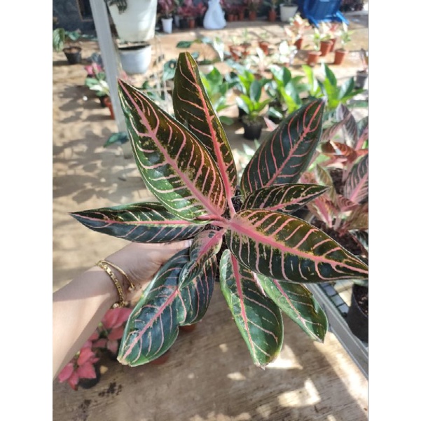 Aglonema Pos Sumatra