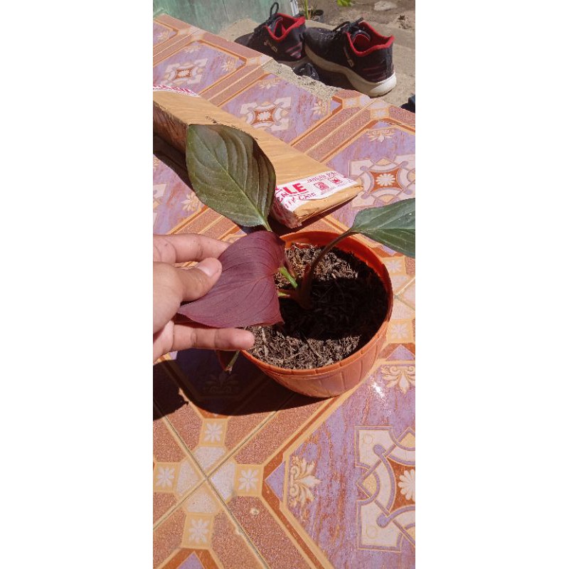 HOMALOMENA RED VALVET SP KALIMANTAN