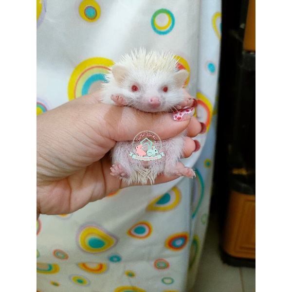landak mini hedgehog lamin landak susu anakan landak jinak albino Pinto Tobi tobiano