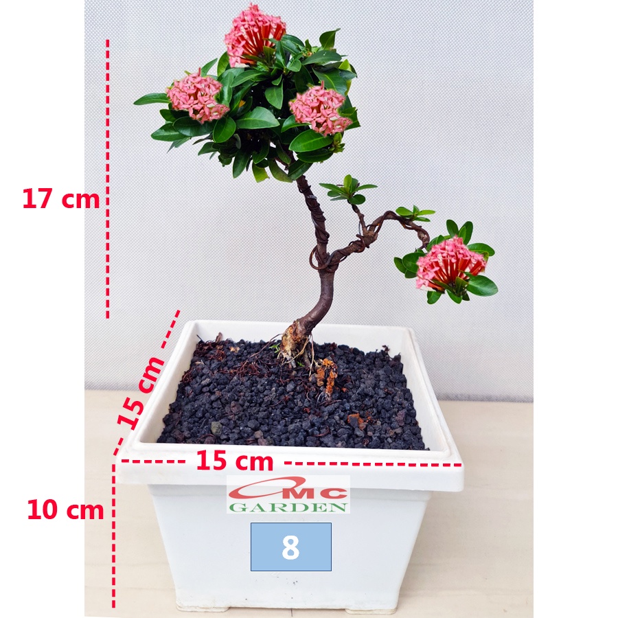 Tanaman Hias Bonsai Bonsae Mame Soka Mini Asoka Jepang Ixora Pink Jambon B-SMP-007