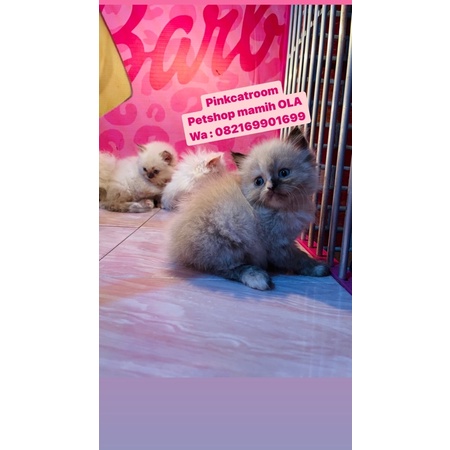 kucing himalaya betina