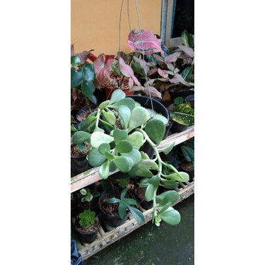 Hoya plant dolar gantung