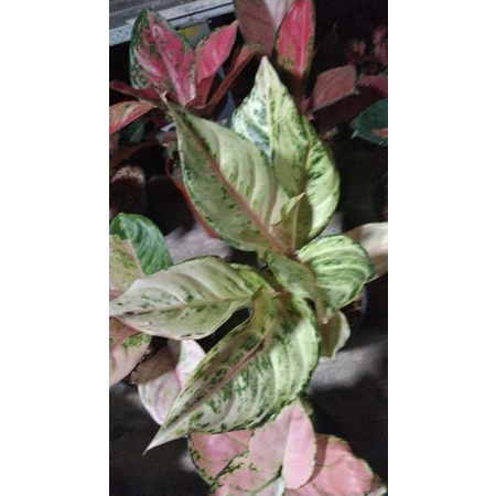 Aglaonema Frozen