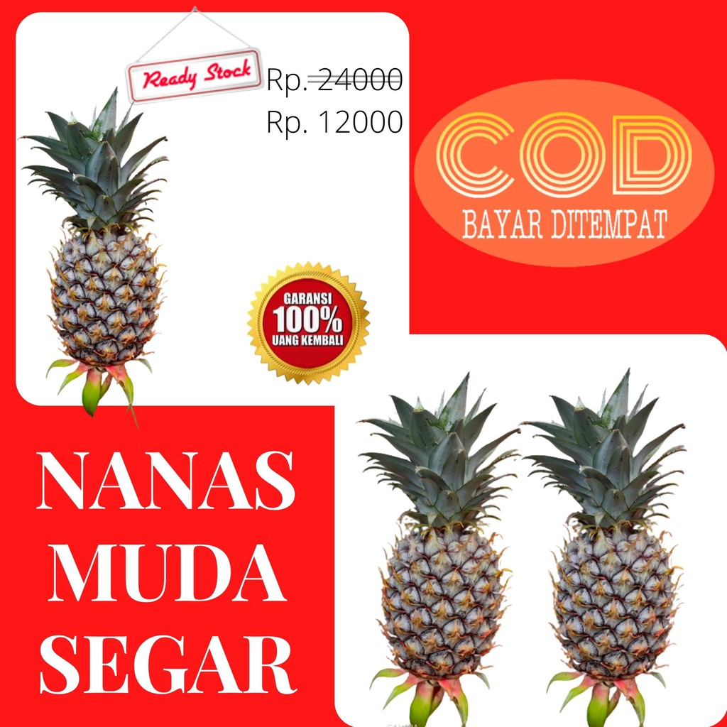 Nanas muda buah nanas muda tanaman nanas buah danas nanas muda fresh buah nanas muda