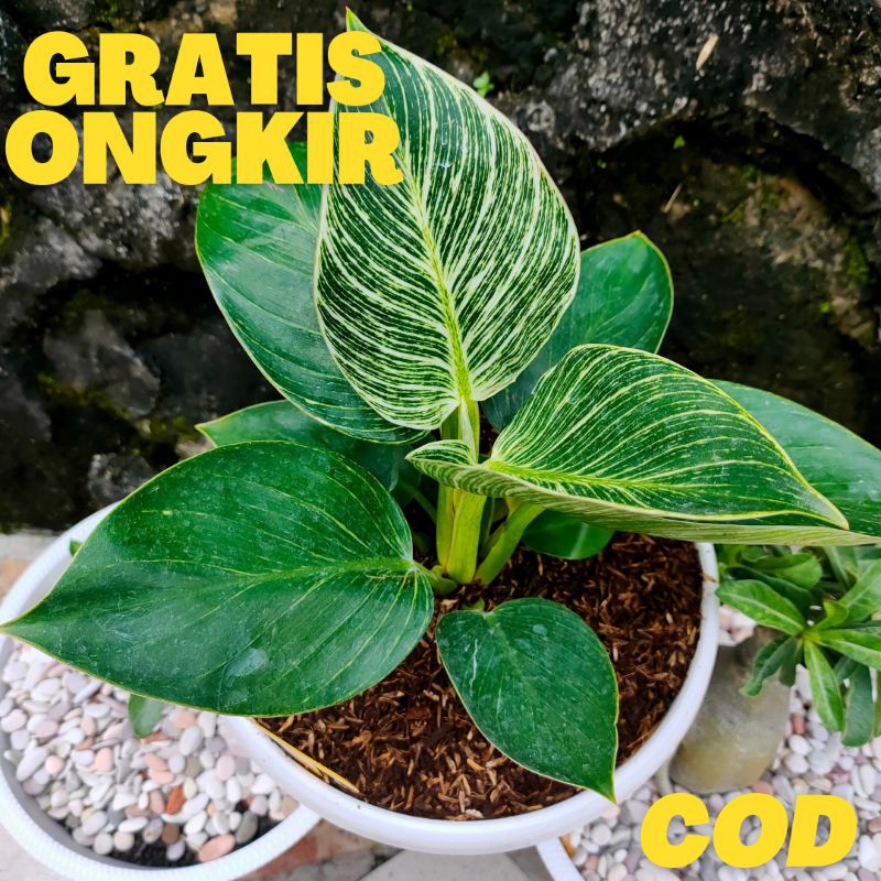 Philo Birkin / Philodendron birkin / philo / Birkin