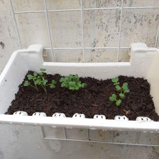 Benih Bayam Hijau - 3036