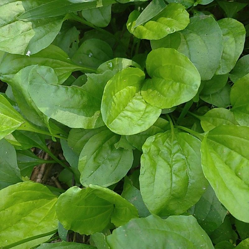 

Herbal Daun Sendok tanaman Obat petik segar 500 gram