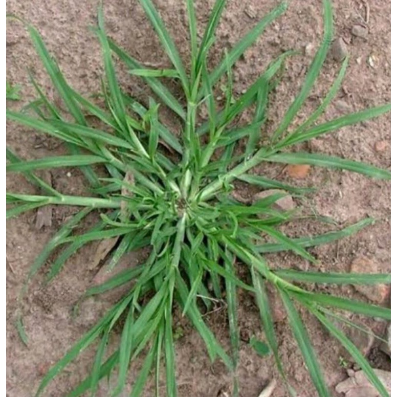 

Jampang segar Rumput Jampang Alami 250g