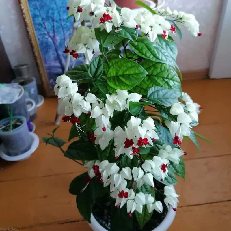 BIBIT BUNGA NONA MAKAN SIRIH / NYONYA NGINANG