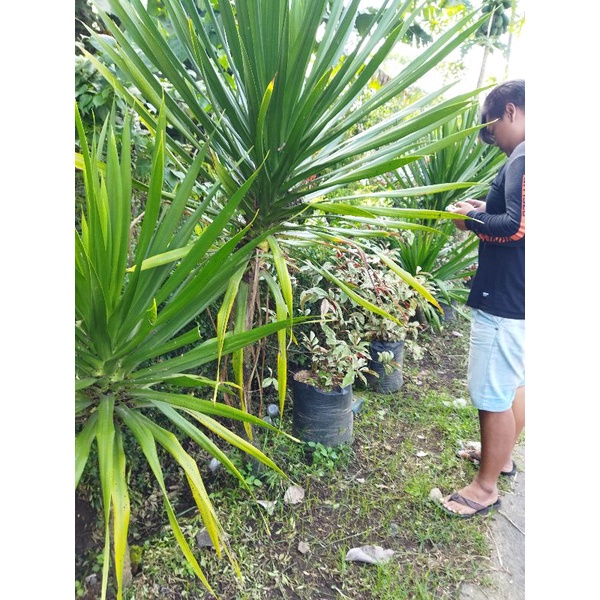 Tanaman Hias Hidup Pandan Bali Dewasa Tg -+100cm
