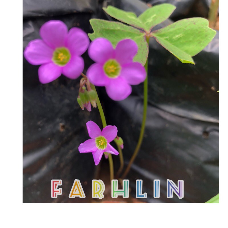 bunga kupu kupu hijau | bunga kupu-kupu ungu/Triangularis | bunga oxalis | Green Butterfly