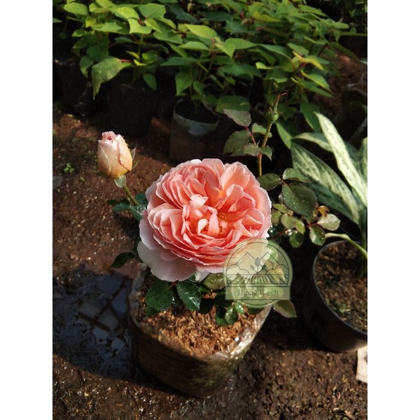 bunga mawar ABRAHAM DARBY