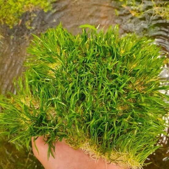 TANAMAN AQUASCAPE KARPET LILIOPSIS PER LEMPENG / TANAMAN AQUATIC