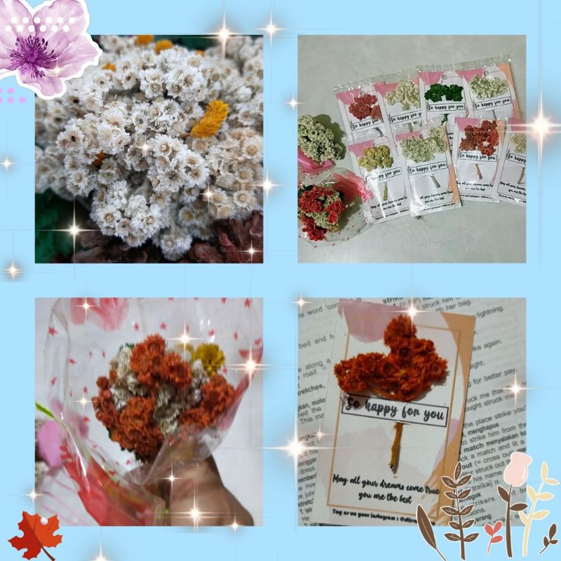 kartu ucapan/bunga kering edelweis asli