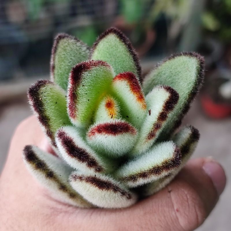 Sukulen Kalanchoe tomentosa medium size/Kaktus panda/Sukulen panda