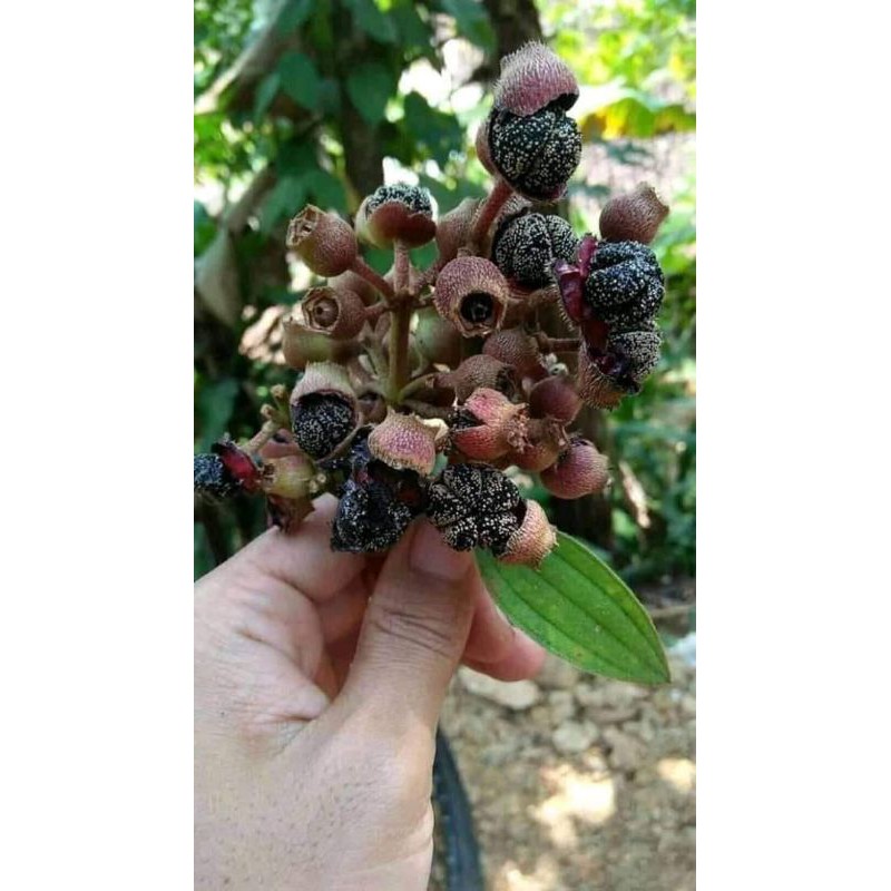 

buah senggani/harendong/sendunduk segar 250 gram
