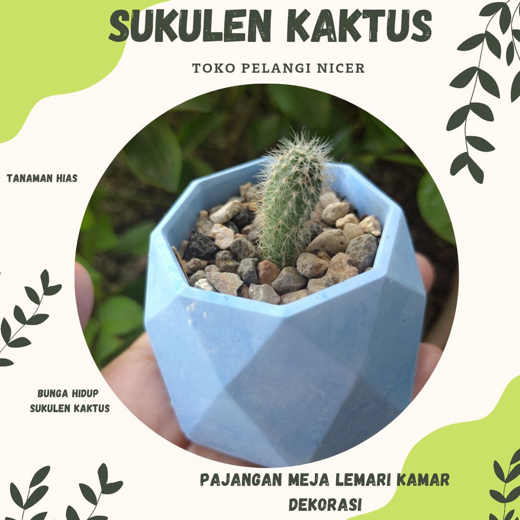 Kaktus Mini Sukulen Kaktus Murah Tanaman Hias Bunga Hidup Artificial Pot Poligon