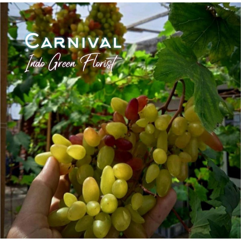 Bibit Anggur Carnival / Tanaman Anggur Import Carnival